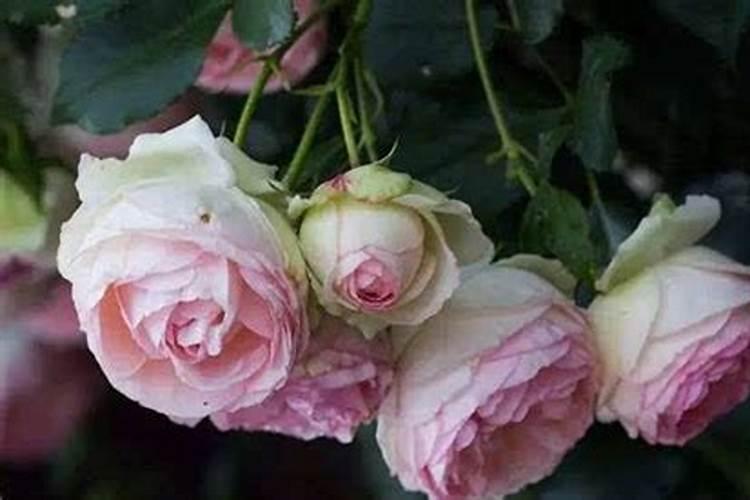 月季花有花苞了怎么施肥