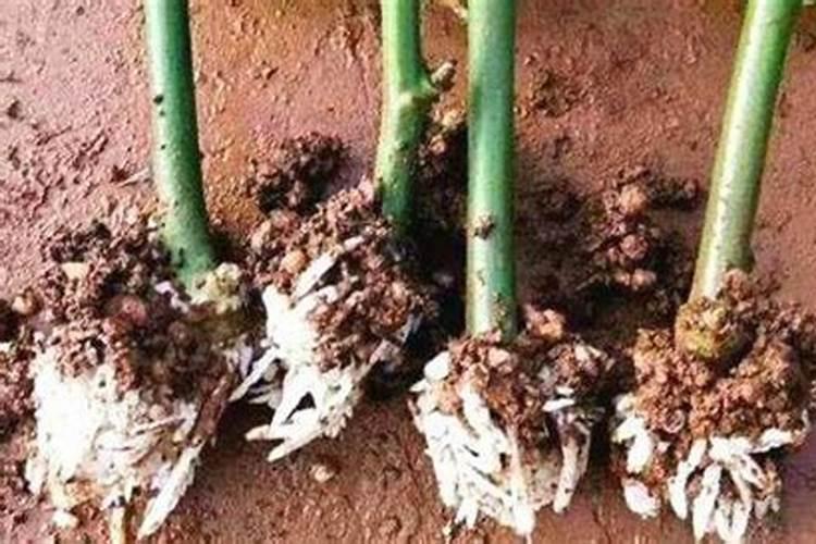 √生根壮苗微生物有机肥裁红薯苗怎么用？