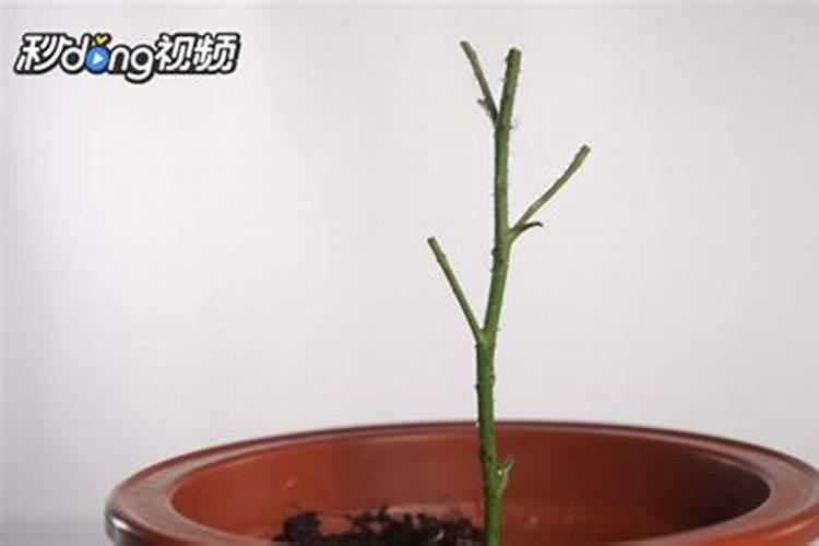 芦荟怎么生根最快,4个步骤使根须快速生长