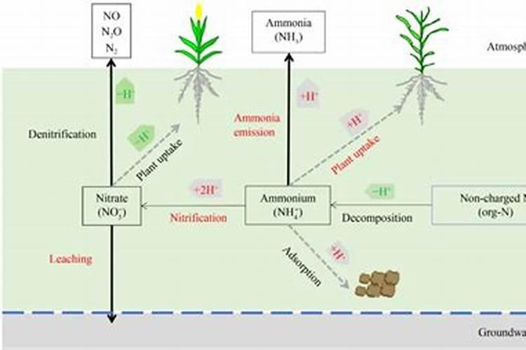 氮肥使用过量有哪些危害？氮肥使用技巧!