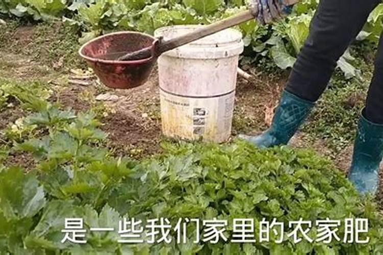 芹菜怎么施肥长得更好