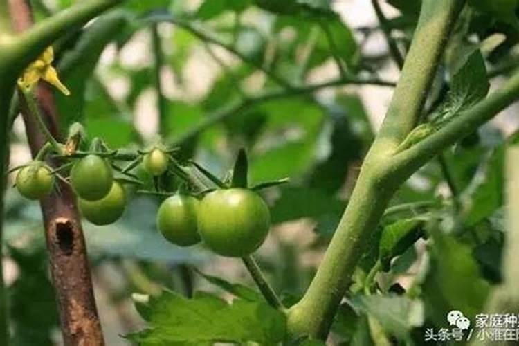 阳台种菜施什么肥好