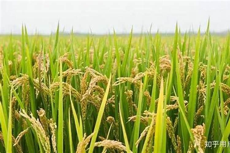水稻一亩地用多少肥 怎么施肥才高产