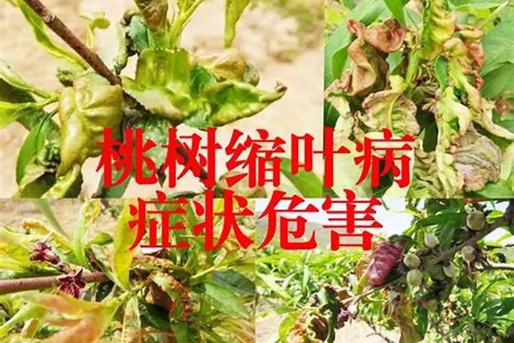 果树挂果期打什么叶面肥长的快？果树结果期用什么肥料长的好？