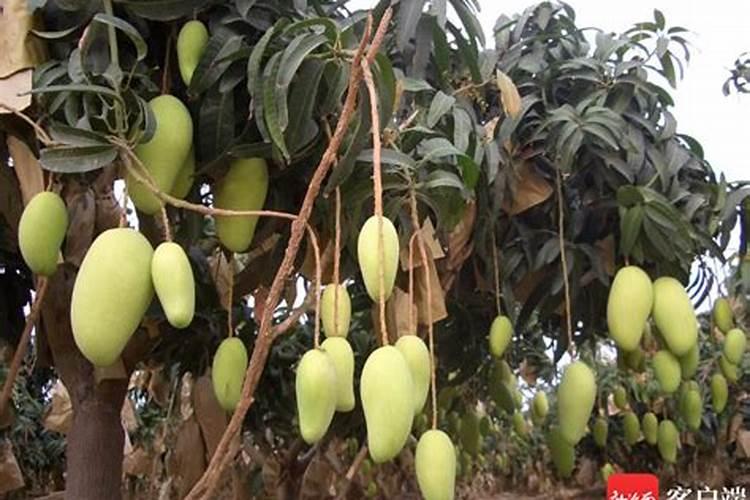 芒果结果期追施用的肥料？芒果保花保果用什么化肥好？
