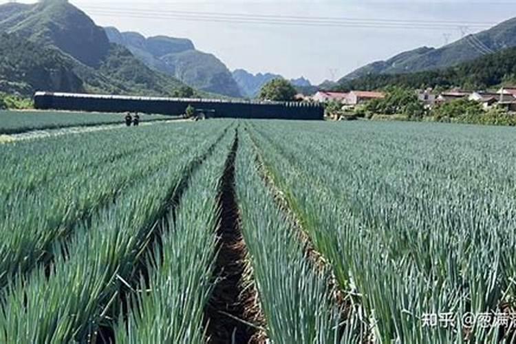 大葱底肥的配比建议,追肥用尿素可不可以