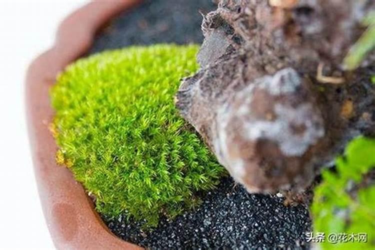 吡唑醚菌酯、苯醚甲环唑、三唑酮、己唑醇、芸苔素能一起打吗？