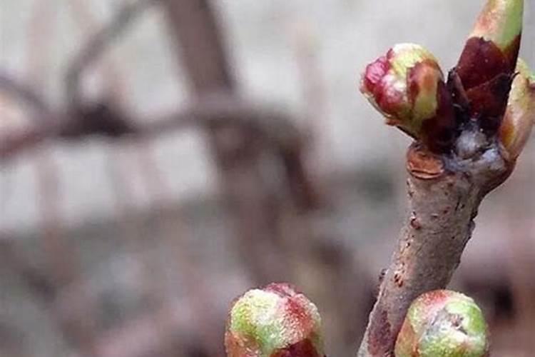 樱桃树怎样促进花芽分化,需要用什么肥料？