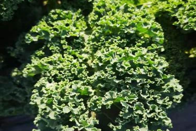 甘蓝菜的施肥方法 如何正确给甘蓝菜施肥