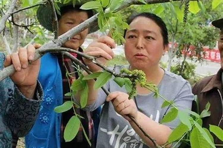 核桃树的修剪和管理方法是什么