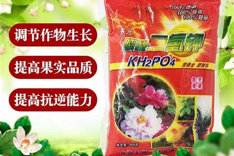 三角梅如何催花 正确的施肥方法