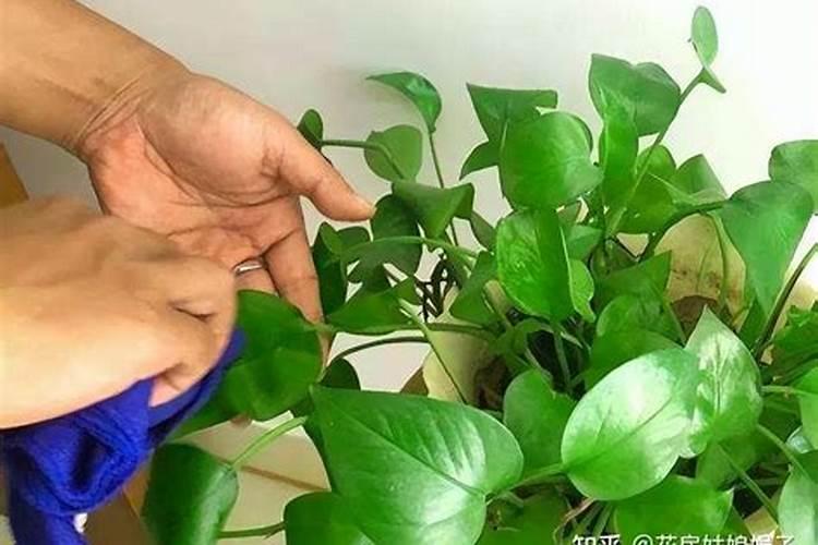 大家都用什么肥料催开花