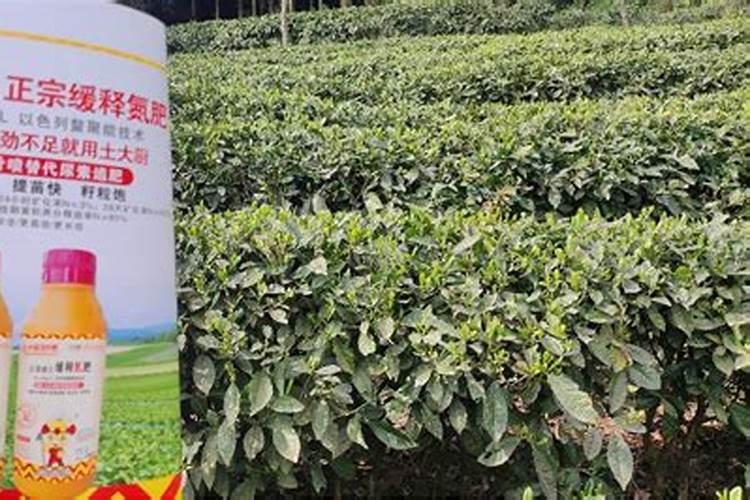 腥味比较重的叶面肥