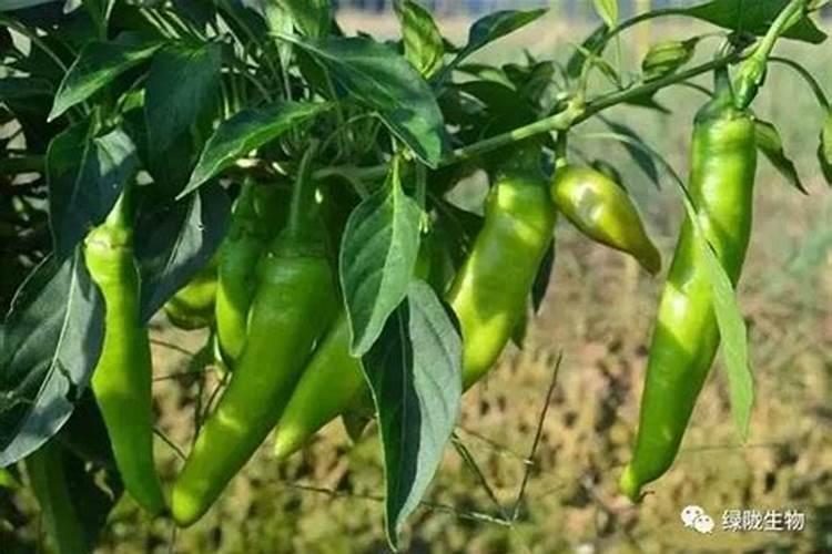 海藻肥海藻肥的作用机理