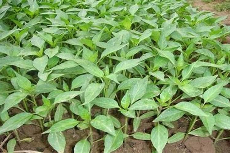 辣椒用哪种水溶肥效果好？辣椒用什么叶面肥效果好？