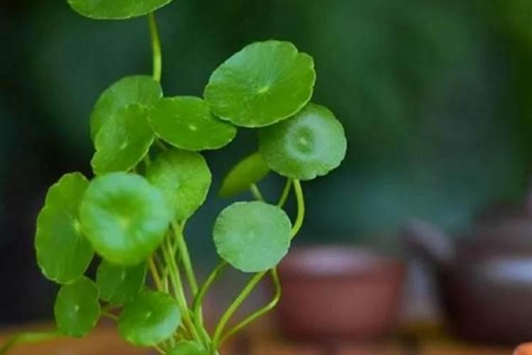 夏季铜钱草这样养护爆满盆