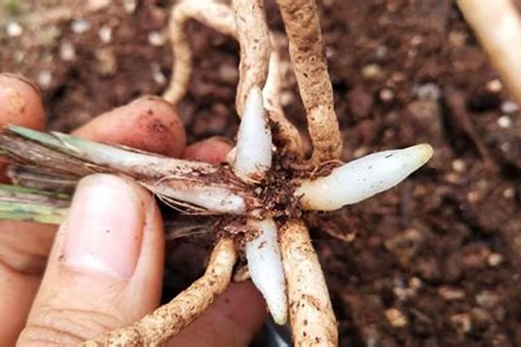 兰花可以用豆饼肥吗,怎样给兰花施饼肥