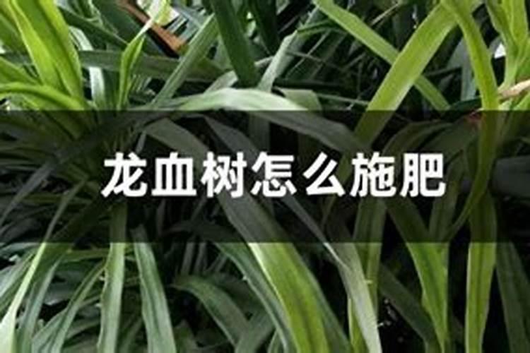 龙血树如何施肥