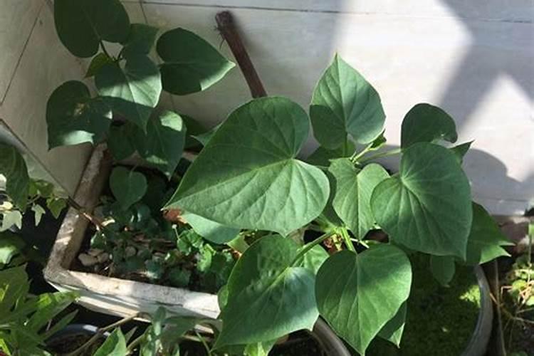 白地瓜用什么肥