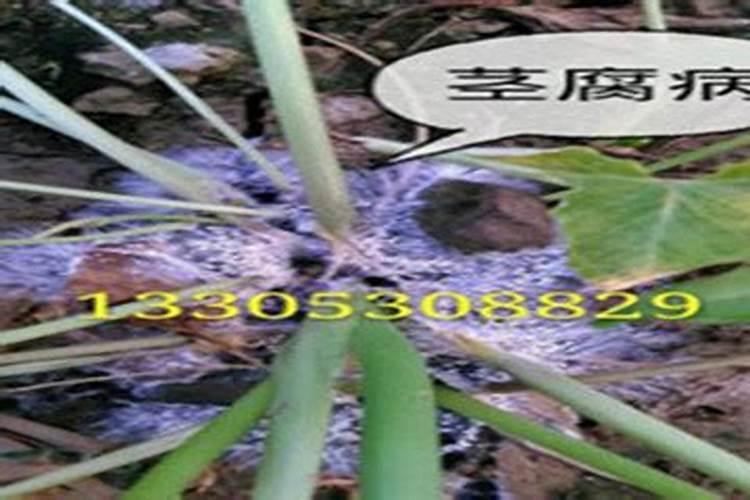 中药材半夏用什么肥料可以生根？中药材半夏生根用干什么肥料好？