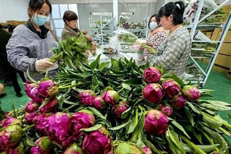 非洲菊开花及其管理