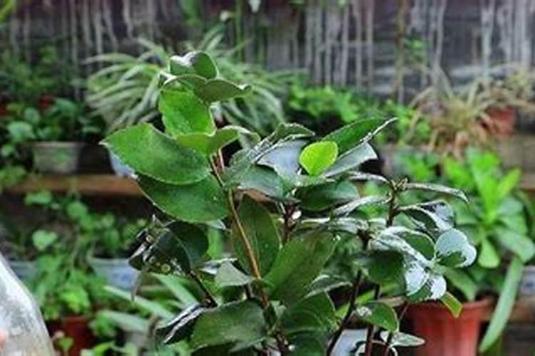 不用农药还有什么方法防治蔬菜病虫害