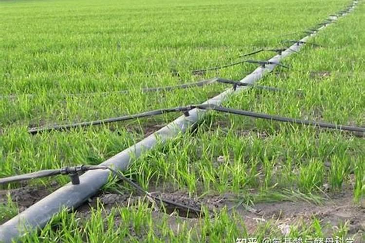 打顶后硼肥滴灌亩用量多少合适？