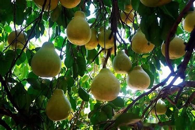 柚子如何施肥 柚子的施肥方法