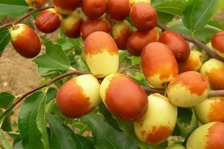 洋葱用什么肥料能使洋葱生长快