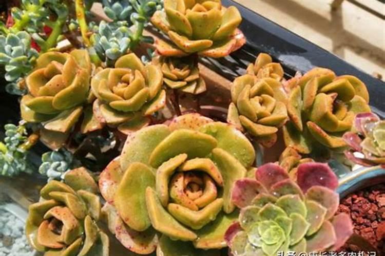 种油菜怎样施底肥