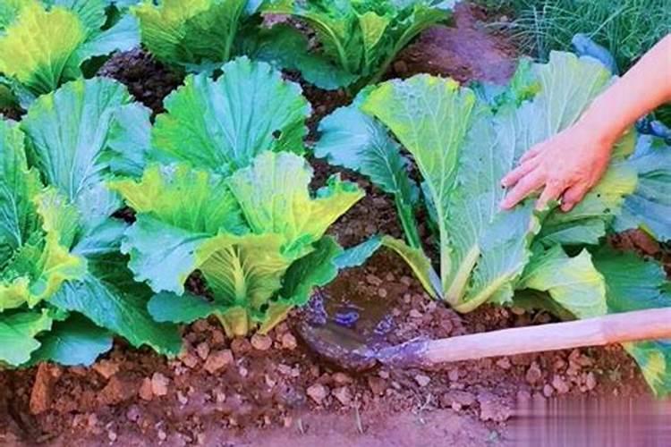 大棚蔬菜如何使用肥料？