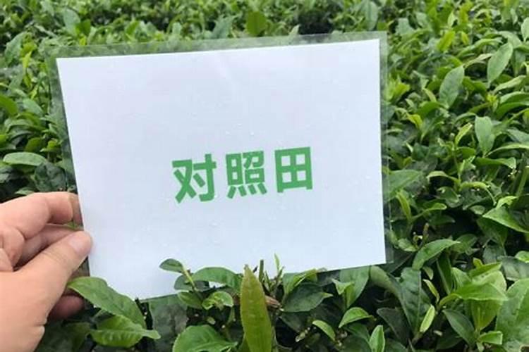 茶叶叶面肥用什么最好