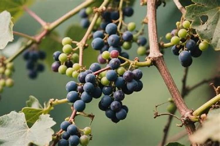 葡萄施肥第一大忌