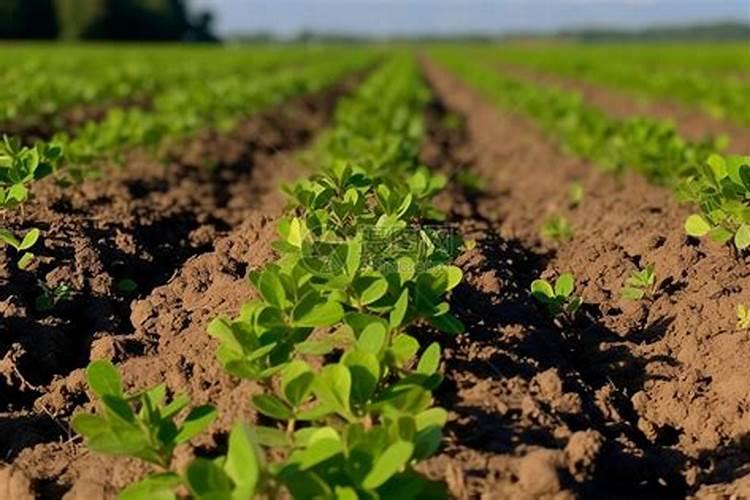 花生追肥用氮.磷钾复合肥还是用硫酸钾复合肥好