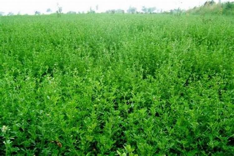 紫花苜蓿播种后多久可以打叶面肥