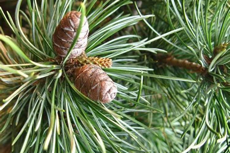 蘑菇种植 蘑菇如何种植