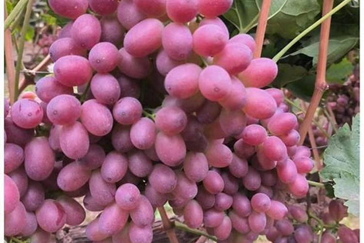 克伦生葡萄正确施肥方法图片