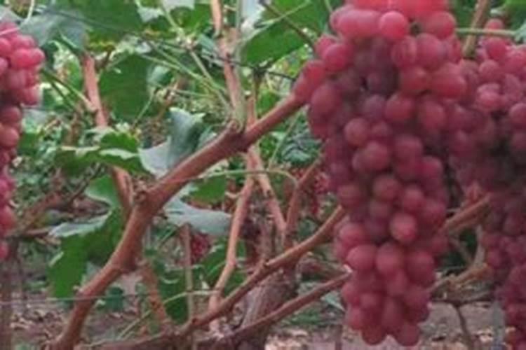 克伦生葡萄现在下啥肥料？