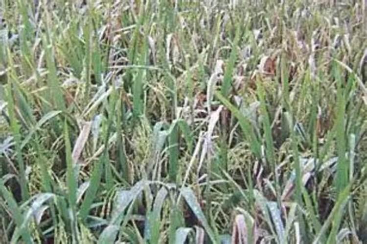 水稻粒肥用什么肥好