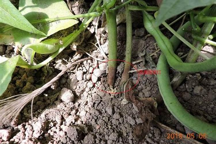 在农村种植芸豆的时候,应该如何施肥呢？