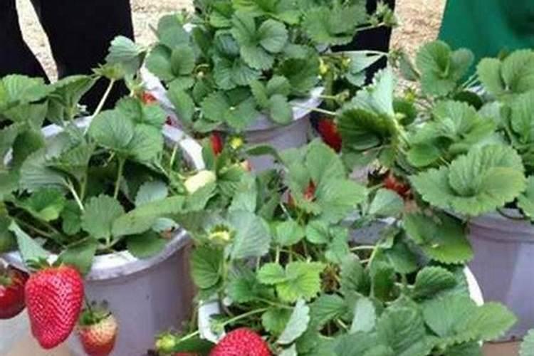 草莓花期能打叶面肥吗