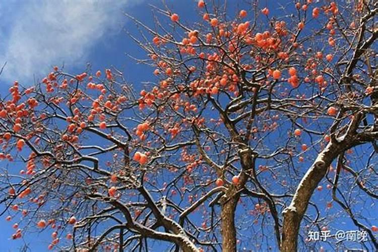 柿子树用什么肥料长得快