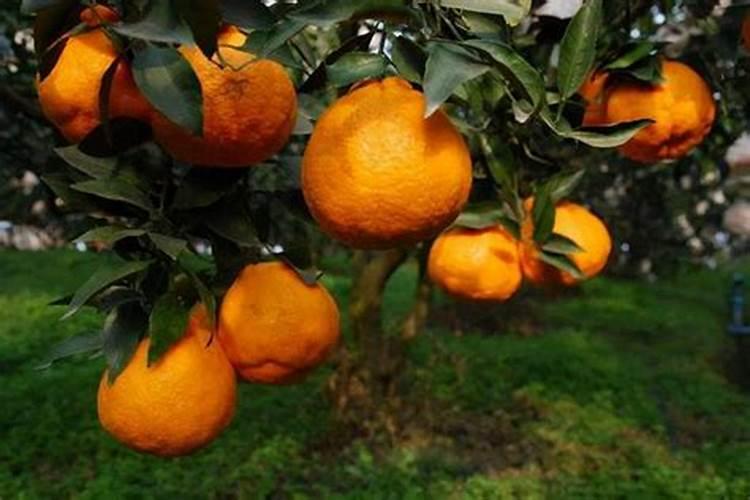 柚树施什么肥料长得快