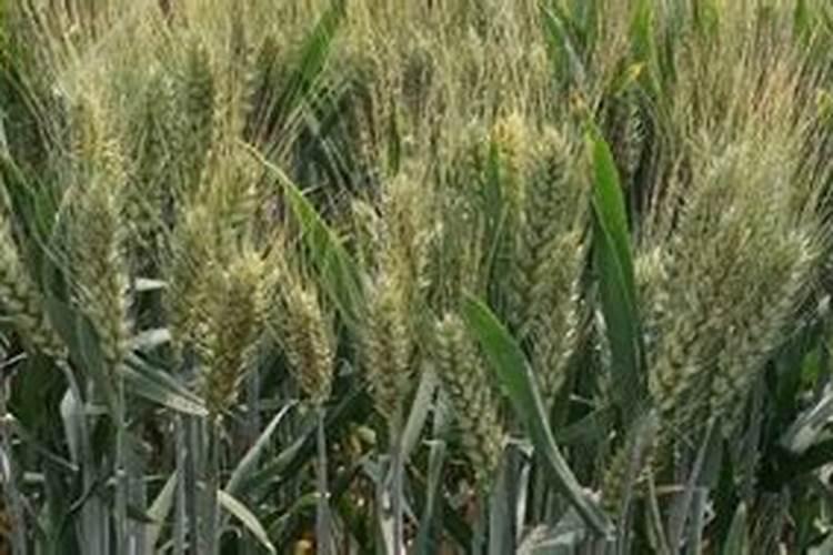 小麦灌浆期管理技巧 小麦怎么施肥