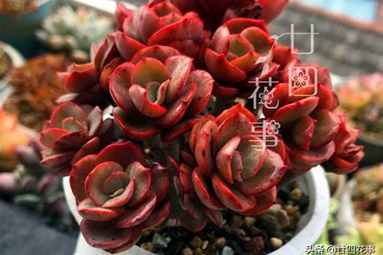 冬季多肉植物怎么施肥 冬季多肉植物施肥方法