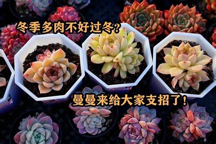冬天多肉多久施肥一次 冬天多肉多久施肥一次比较好