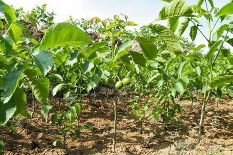 核桃树用硫酸钾复合肥还是用氯化钾复合肥？