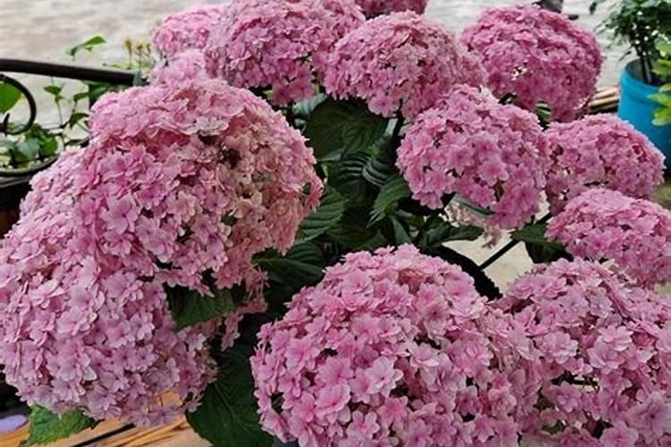 磷酸二氢钾适合哪些花