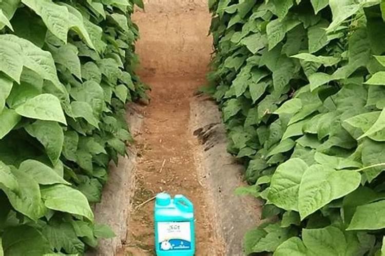 芸豆种植用什么肥料你好,种植芸豆用什么化肥好？