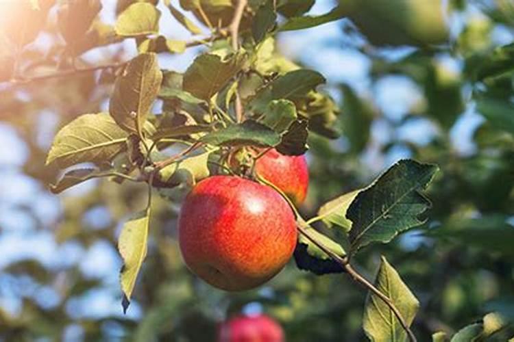 苹果树开春施什么肥好